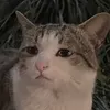 catspoo