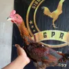 jagokebumen2