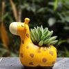 giraffesucculent