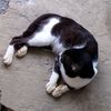 pussy_meow3