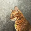 bengalcat.tiger