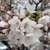 sakura.39.jp
