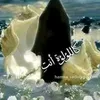 rorayaalhussainy