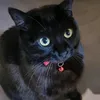 nigelledkkh