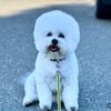Cooper Bichon Frise