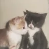 kss3sha
