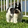 doglover4ever31