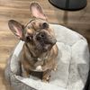 louie_the_frenchie_1