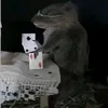 cobjaaaa