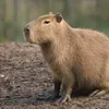 eacapivaraegoist