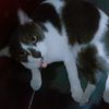 nirun_phokoed