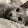 tenten.cat