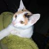 cocoasha1