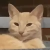 frankmeza2001