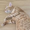 noomeow_29