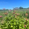 lexandaddisflowerfarm