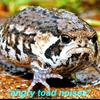 angry_toad_75