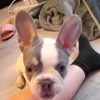 ace_the_doggy69