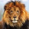 faisalmughal2737