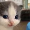 rraaawwwrrrrr