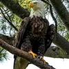 aigle_user0001