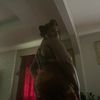 bbw_finest_93