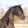 Poortershoek friesians