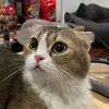 almondcatsy