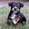 jessie520477077
