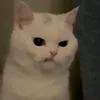 zwnwnn