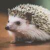 sbunzxy