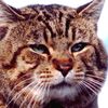 Cat Phancy