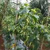 pt.perkebunan_cabe