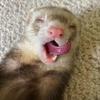 biglazyferrets