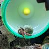 critterthings