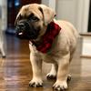 romeo_bullmastiff1