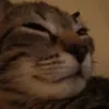kuroliszekk