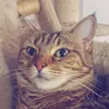 da_secondary_.kat