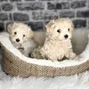 daisyhillkennels
