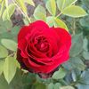 dy9gox8v28rl