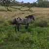 sjcountrygal123