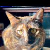 tortie_cat