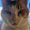 phoebe_two_more_cats