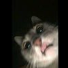 itsangelmp