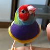 fionaheihei