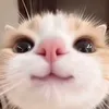 obcute