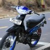 vega_cacing