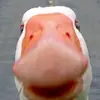 duck_cult_duck