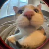 tanhcutiii