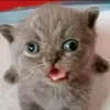 pusang_baliw
